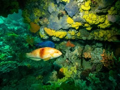 Notolabrus tetricus