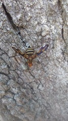 Idana marginata