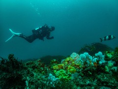 Pseudogoniistius nigripes