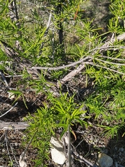Trichostema lanatum