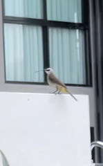 Pycnonotus goiavier analis