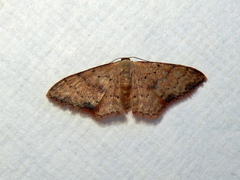 Idaea halmaea
