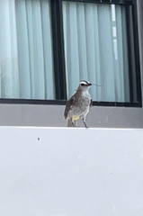 Pycnonotus goiavier analis