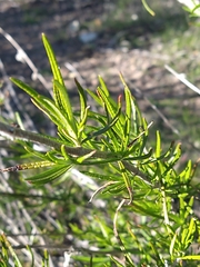 Trichostema lanatum