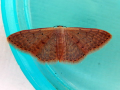 Idaea inversata