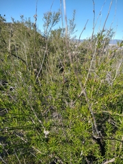 Trichostema lanatum