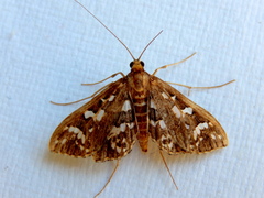 Ischnurges illustralis