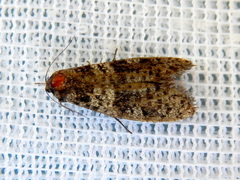 Lepidoscia heliochares