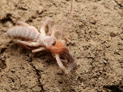 Ammotrechidae