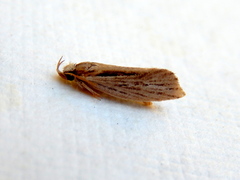Leptosaces pytinaea