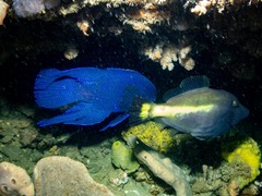 Meuschenia flavolineata