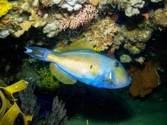 Meuschenia freycineti