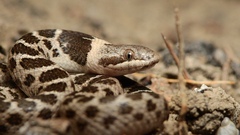 Hypsiglena jani dunklei