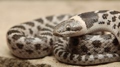 Hypsiglena jani dunklei