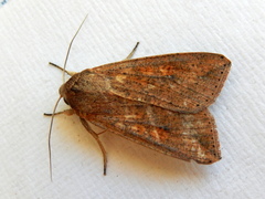 Mythimna convecta