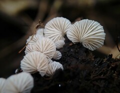 Crepidotus