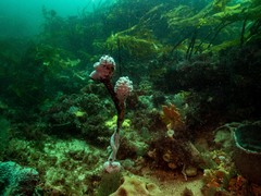 Pyura spinifera