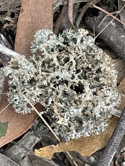 Pulchrocladia retipora