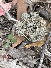 Pulchrocladia retipora