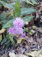 Vernonia alamanii