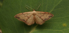Idaea halmaea
