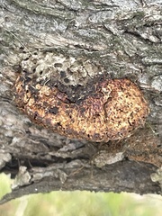Hexagonia vesparia