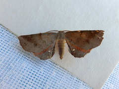 Parepisparis multicolora