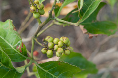 Allophylus timorensis