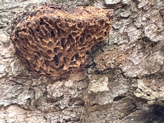 Hexagonia vesparia