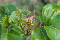 Allophylus timorensis