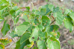 Allophylus timorensis