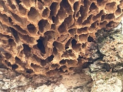 Hexagonia vesparia
