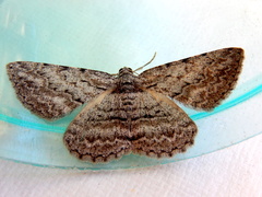 Psilosticha absorpta