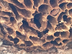 Hexagonia vesparia