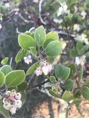 Arctostaphylos rudis