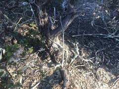 Arctostaphylos rudis