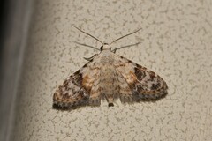 Araeopteron epiphracta