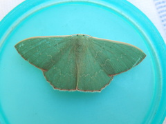 Prasinocyma semicrocea