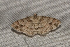 Myrioblephara desumpta