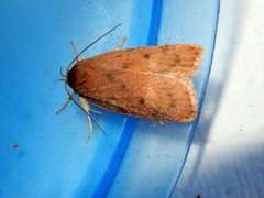 Prionocris protoxantha