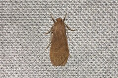 Lambula obliquilinea