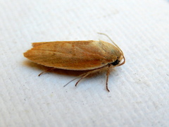 Ptyoptila matutinella
