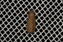 Lambula pleuroptycha