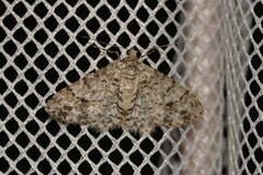 Myrioblephara desumpta