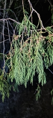 Juniperus flaccida