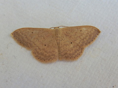 Scopula optivata