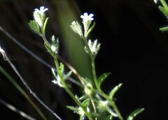 Lappula occidentalis