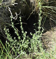 Lappula occidentalis