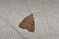 Tolpiodes oligolasia