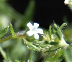 Lappula occidentalis